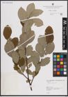 Foto von Salix caprea L.
